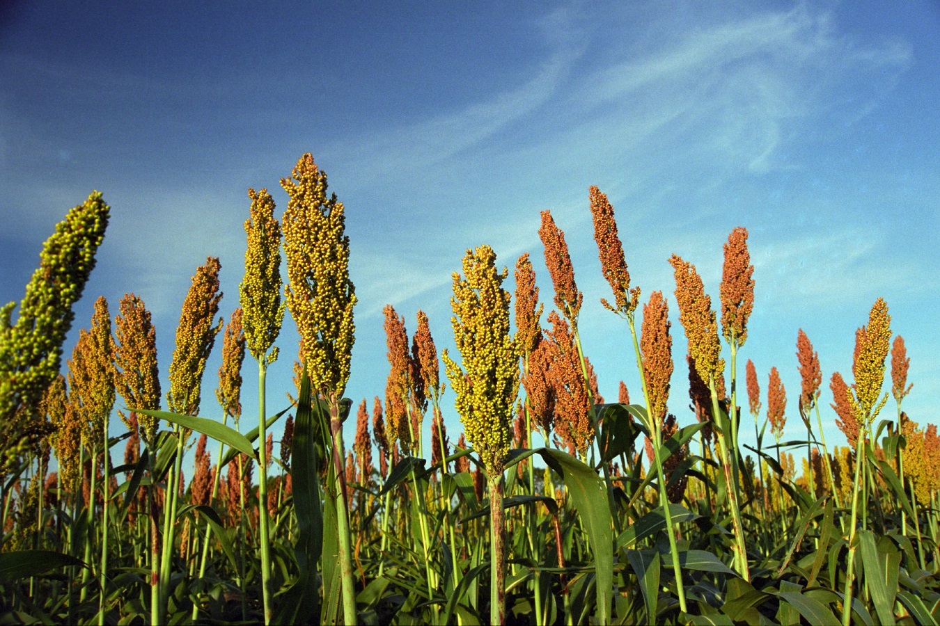 Essa medida representa um marco importante para a diversificação das exportações agrícolas brasileiras de sorgo. | Foto: Mapa