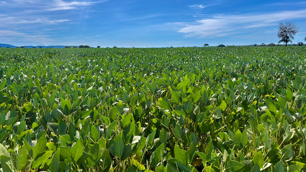 Safra recorde em Goiás