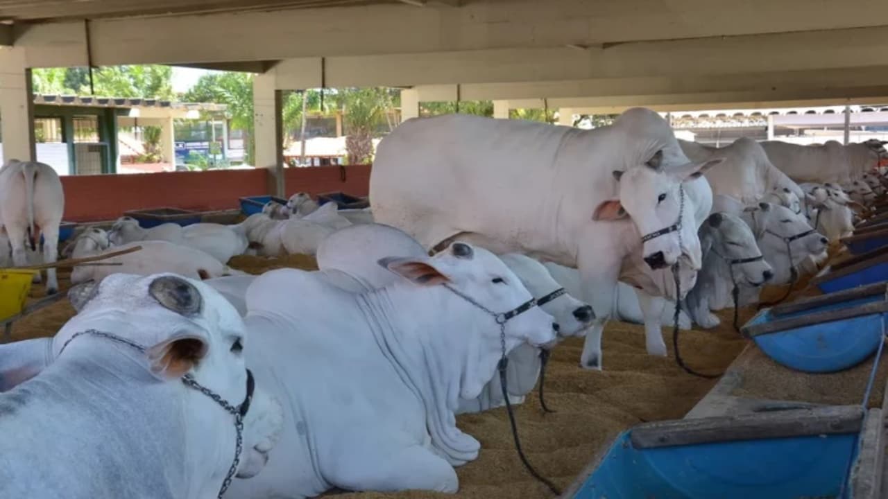 Foto: Divulgação/SGPA
